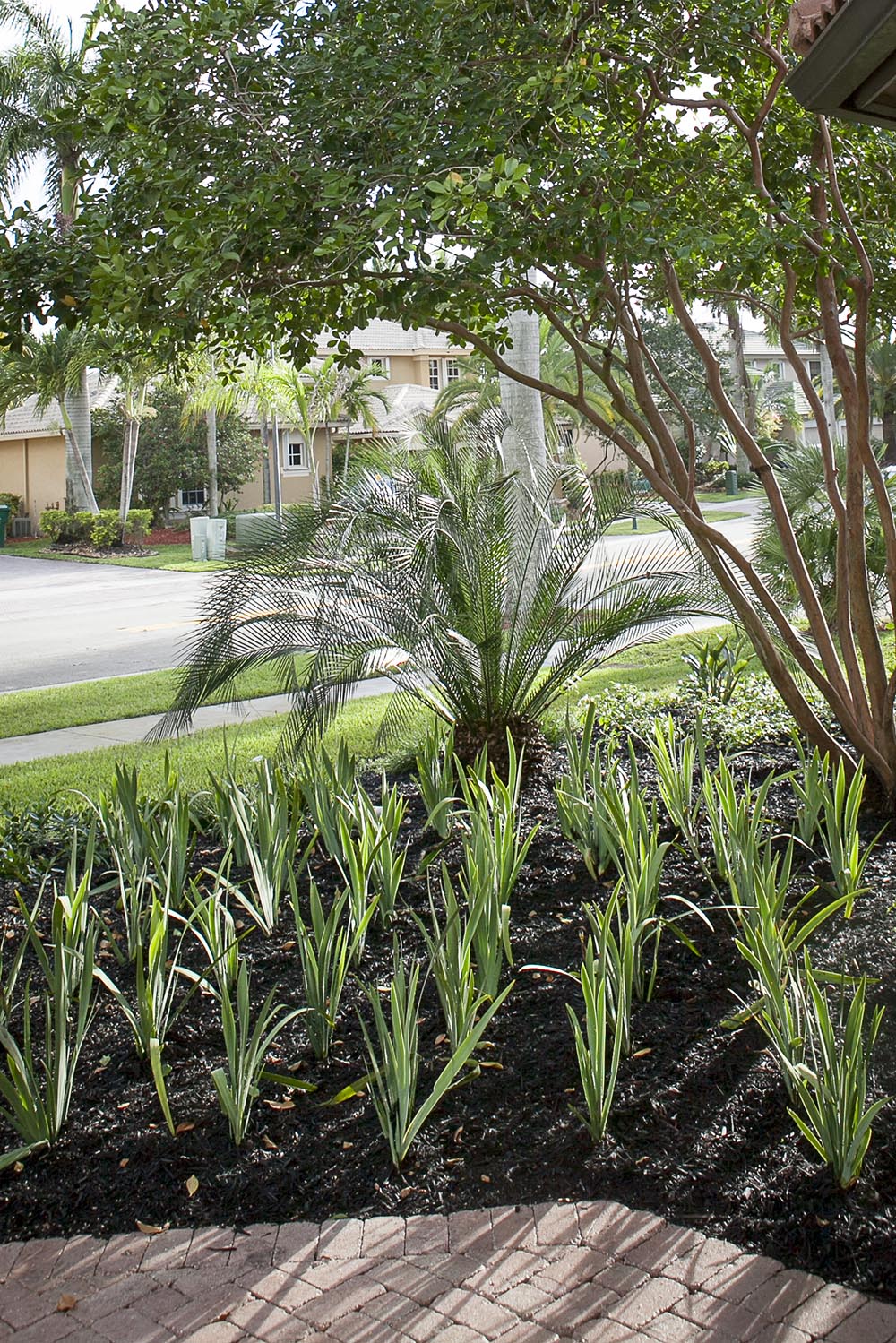Clean and Simple Landscape idea South Florida